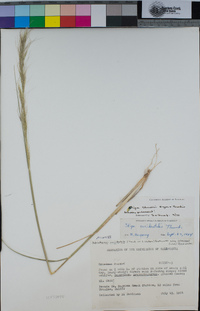 Eriocoma occidentalis subsp. pubescens image