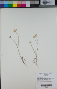 Perideridia bolanderi subsp. bolanderi image
