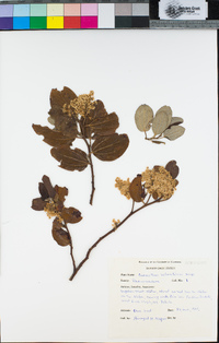 Ceanothus velutinus image