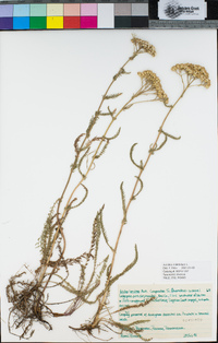 Achillea millefolium image