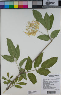 Sambucus nigra subsp. caerulea image