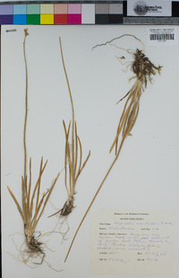 Triantha occidentalis subsp. occidentalis image