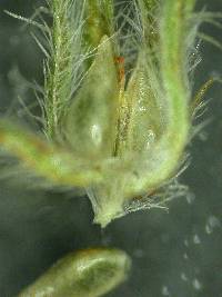 Image of Cryptantha spithamaea