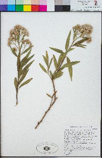 Baccharis salicifolia subsp. salicifolia image