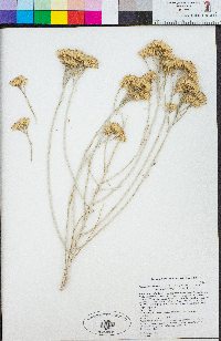 Ericameria nauseosa var. mohavensis image