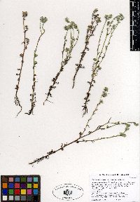 Cryptantha intermedia image