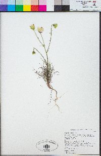 Calycoseris wrightii image