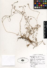 Cryptantha intermedia var. intermedia image