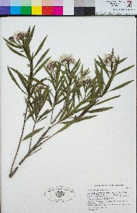 Baccharis salicifolia image