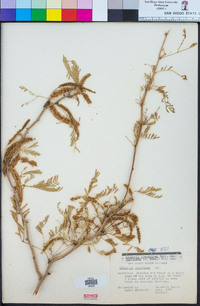 Prosopis glandulosa var. torreyana image