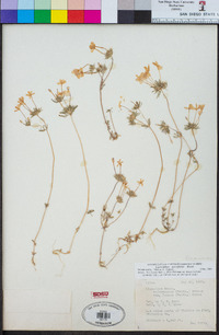 Leptosiphon parviflorus image