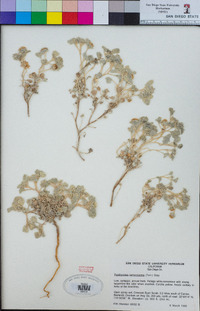 Psathyrotes ramosissima image