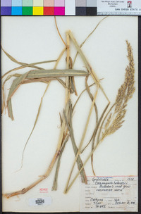 Calamagrostis bolanderi image
