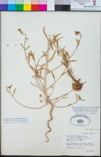 Eremothera boothii subsp. desertorum image