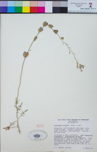 Lyrocarpa coulteri image