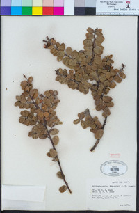 Arctostaphylos edmundsii image