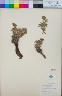 Hulsea vestita subsp. pygmaea image