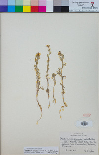 Descurainia pinnata subsp. brachycarpa image