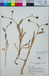 Hedypnois rhagadioloides image