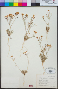 Gilia latiflora subsp. elongata image