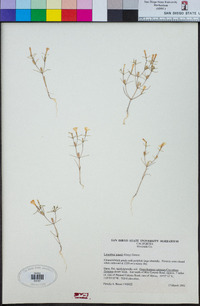 Linanthus jonesii image