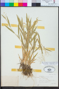 Panicum acuminatum image