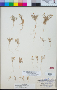 Camissoniopsis pallida image