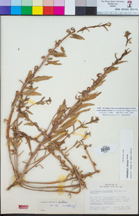 Camissoniopsis robusta image