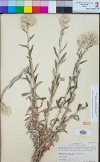 Pseudognaphalium biolettii image