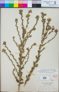 Heterotheca sessiliflora subsp. sessiliflora image