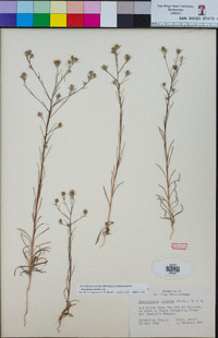 Osmadenia tenella image