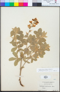 Thermopsis californica var. semota image