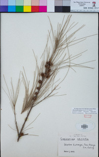 Allocasuarina distyla image