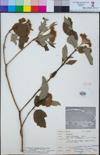 Cornus sericea image