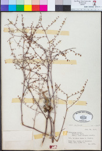 Eriogonum deflexum var. deflexum image