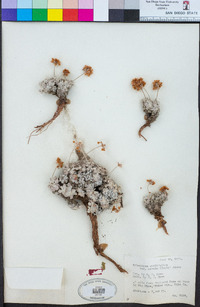 Eriogonum ovalifolium var. nivale image