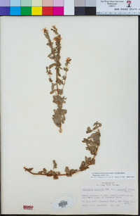 Hypericum scouleri image