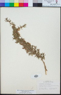 Salvia rosmarinus image