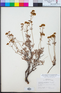 Eriogonum umbellatum var. polyanthum image