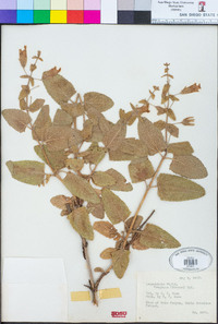 Lepechinia fragrans image