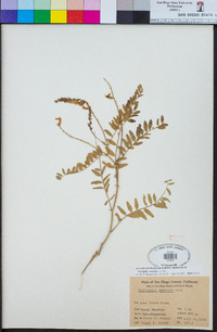 Astragalus oocarpus image