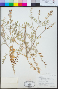 Astragalus lentiginosus var. fremontii image