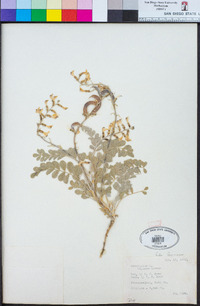 Astragalus layneae image