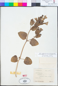Mirabilis multiflora var. pubescens image