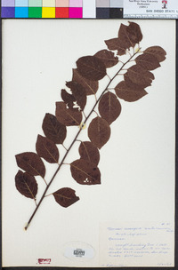 Prunus cerasifera image