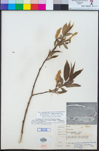 Salix lasiandra image