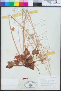 Heuchera micrantha image