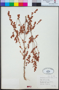 Eriogonum polycladon image