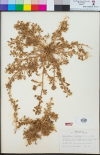 Calyptridium monandrum image
