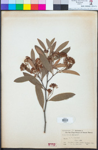 Image of Stenocarpus salignus